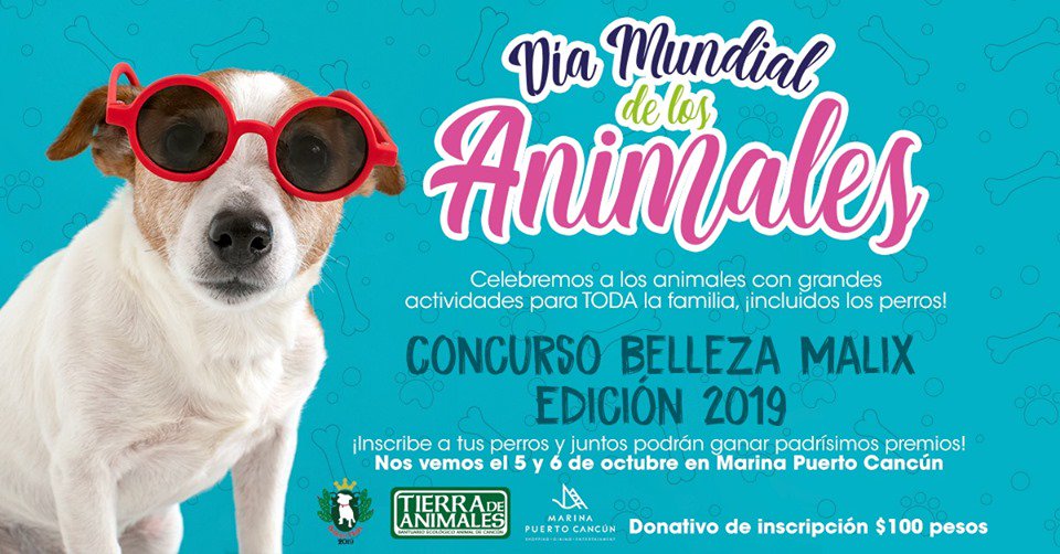VivoEnCancun's tweet photo. Este 5 y 6 de octubre en Marina Puerto Cancún asiste y festeja el Día Mundial de los animales 🐐🐖🐑🐓🦃 , con grandes actividades para TODA la familia, incluidos los perros, entra al enlace y conoce más al respecto.

https://t.co/DXyuiCdvhp https://t.co/3cgw7reeqV