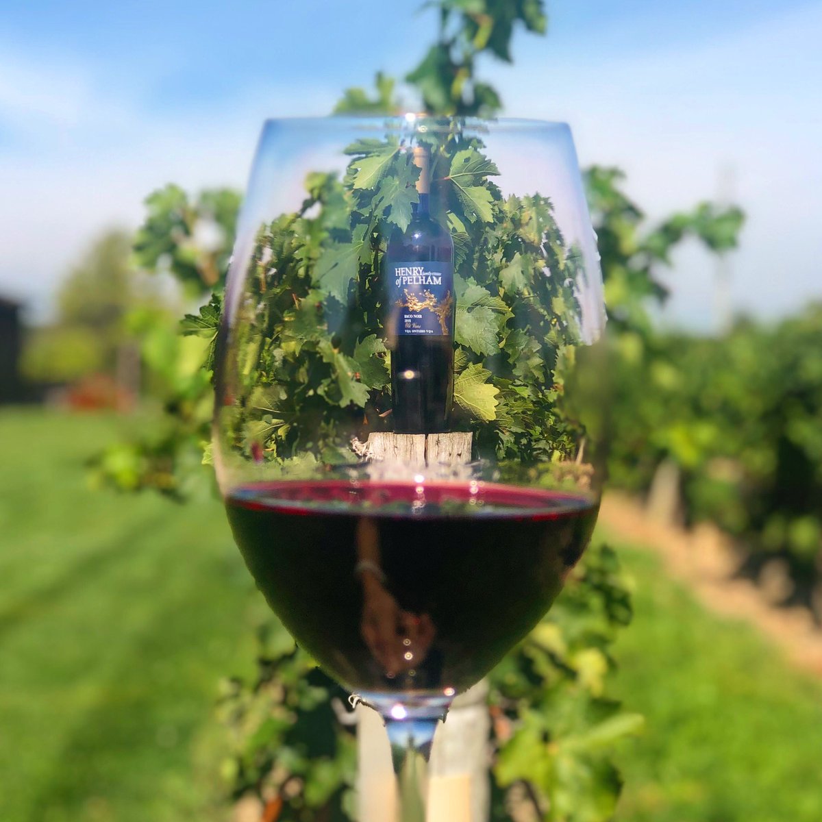 Our Old Vines Baco Noir vines are old because they are good, not good because they are old. Taste the terroir of the #ShortHillsBench and #BringLocalHome with Old Vines Baco- available at the winery and @LCBO 🍷 @WineCountryOnt