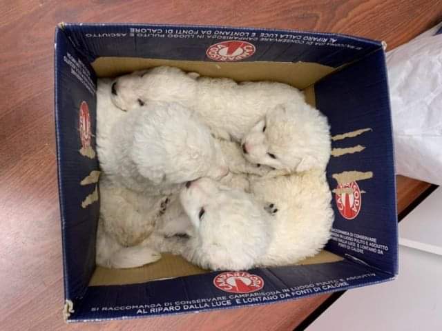 fattoriaditobia's tweet photo. Dalla scatola, alle cure, a casa! ... nel caso te lo fossi perso...
Cucciolo #Julyan adottato 👋🏠🙂
🔝Resta aggiornato, scarica la APP gratuita interattiva
#faiunregalodipancia #allecurepensiamonoi
🌐 https://t.co/hgyUowt1o7 https://t.co/9ukGFcXoK3