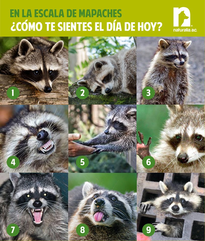 Naturalia_AC's tweet photo. En la escala de Mapaches ¿Cómo te sientes el día de hoy? https://t.co/ygiYY5kHQg