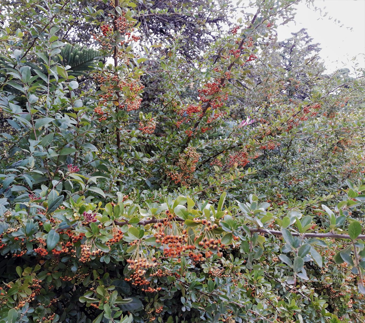 diana_therose's tweet image. #bagas #firethorn #pyracantha #PalácioHoteldoBussaco #MatadoBussaco #MataNacionaldoBuçaco #MataNacionaldoBussaco #Bussaco #Buçaco #BussacoPalaceHotel #Coimbra #Portugal #Europe #travelphotography #trip #travel #traveling #travelgirl #beautifulplaces #romanticgarden #garden