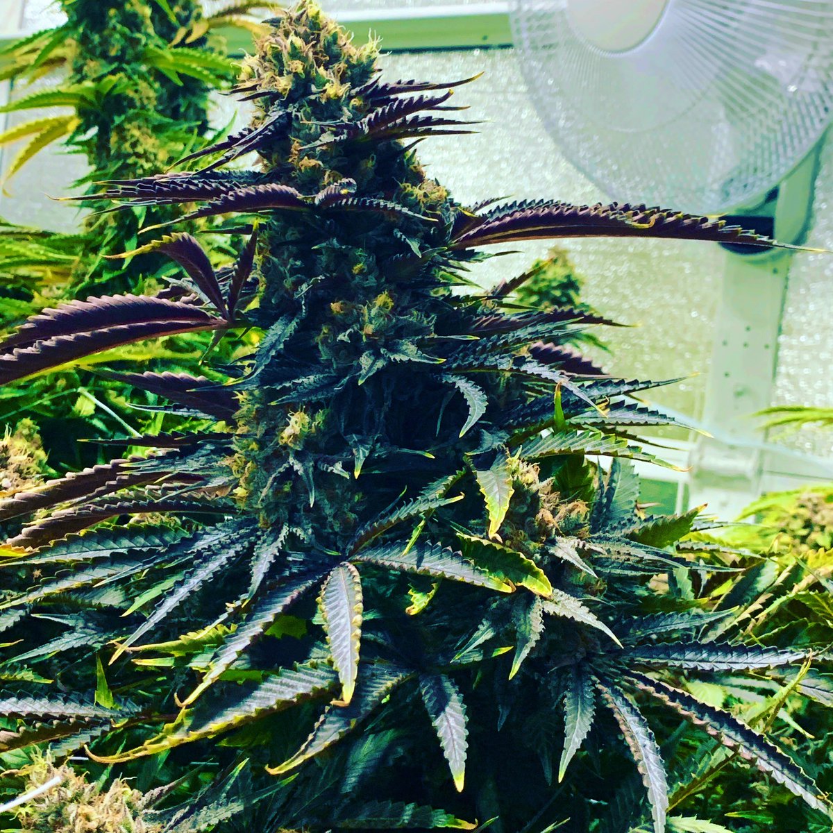 Fall is fast approaching😳😳 #CannabisCommunity #cannabismedicinal #cannabisculture #Oktoberfest