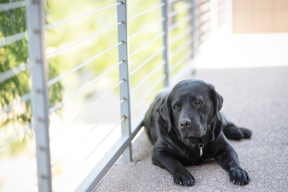 FitBark's tweet photo. Happy National Black Dog Day! Did you know that dogs with black fur are often passed over for lighter colored dogs? And that they are more likely to be euthanized? Let's overcome that stigma! Send us photos of all your black furred pooches so that we can spread the ❤ today! 🐶🐶 https://t.co/5odqmicBOF