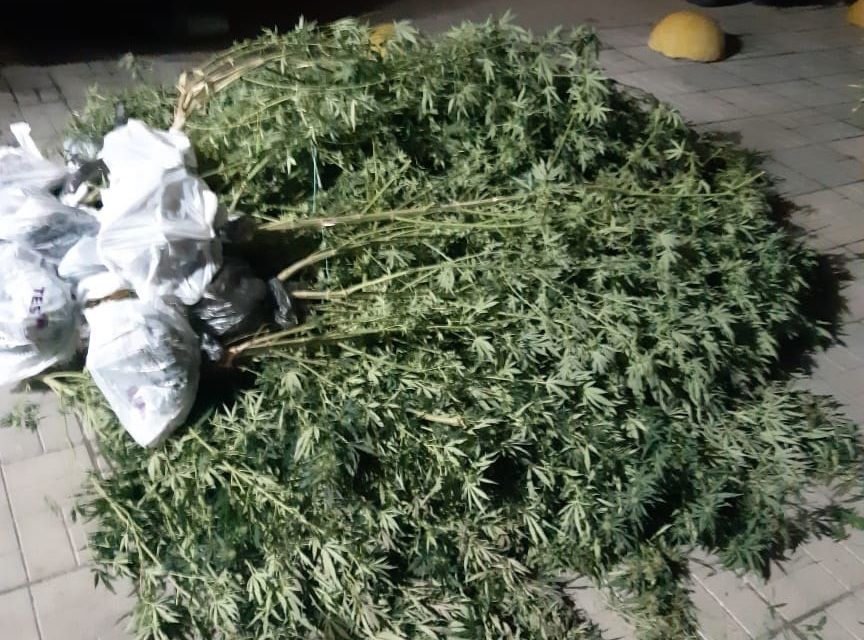 Конопля евпатория Конопля евпатория зачатие курение марихуана отец