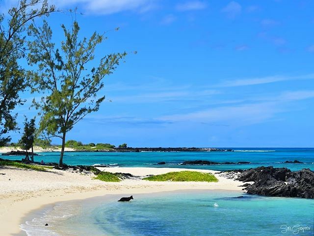 Feeling blue... In the best kind of way.
.
.
.
.
.
#hawaii #bigisland #beachlife #HILife #lifesabeach #feelingblue #bigislandadventures #dogsofinstagram #swimmingwithdogs #islandlife #colorsofday #ig_color #ig_world_colors #colors_of_day #colors_of_hawaii ift.tt/2nCV6in