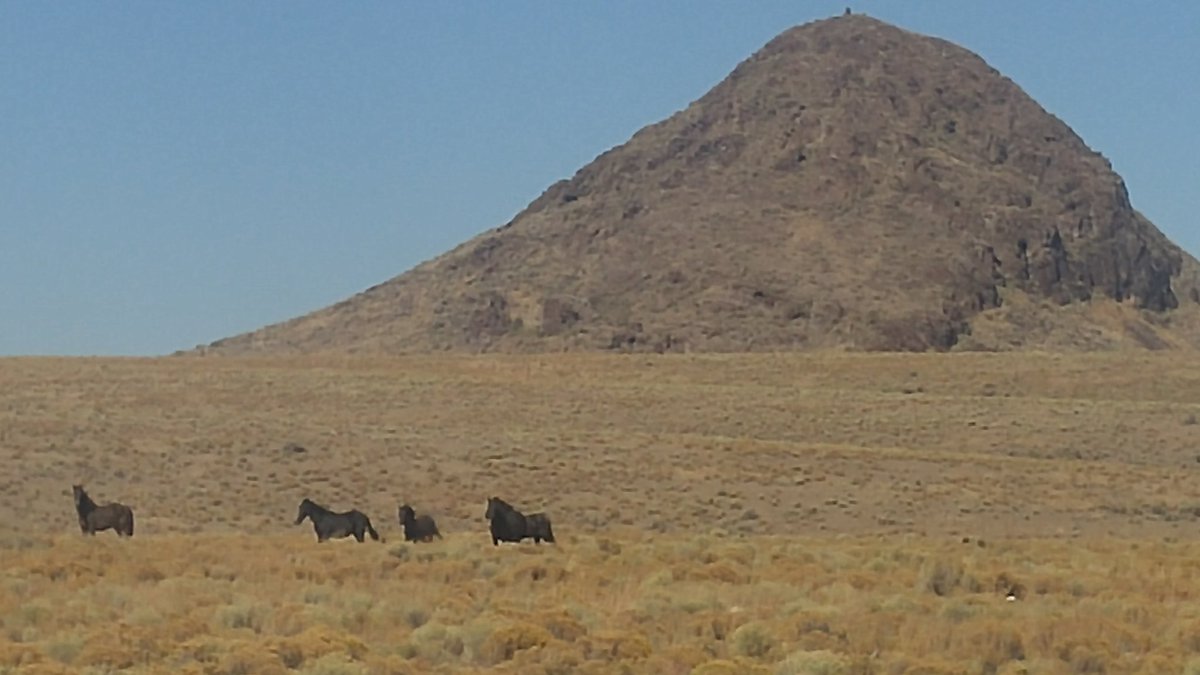 RepLebsock's tweet photo. Wild mustangs... https://t.co/AchjKXDH8F