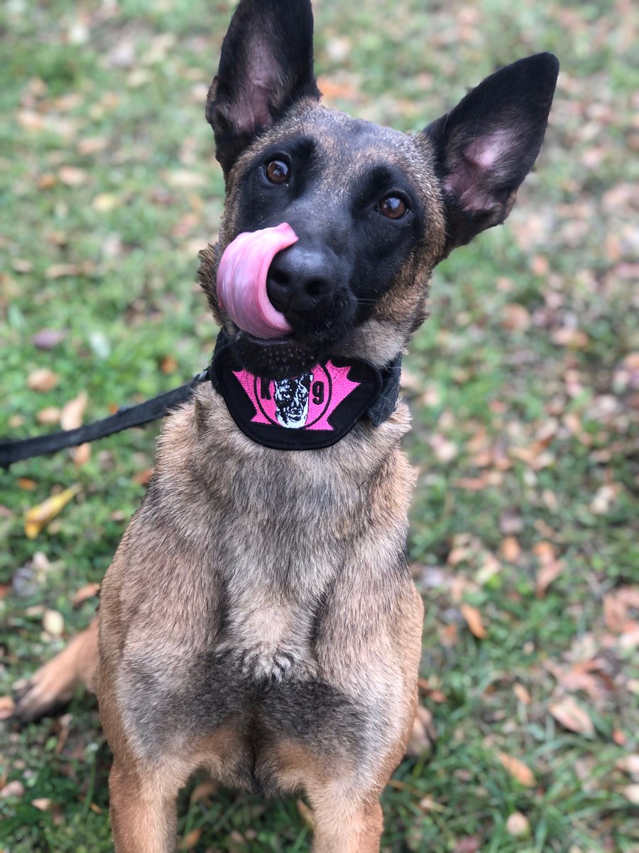 It's Pink October &amp; our WPS K9 members are wearing pink flashes to increase attention to the fight against breast cancer in support of #BreastCancerAwarenessMonth. Flashes are for sale at any WPS Credit Union - proceeds go to <a href="/cancersociety/">Canadian Cancer Society</a> 
#PinkOctober #pinkpatchproject