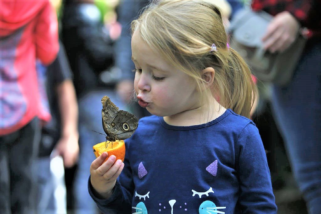 CarletonScience's tweet photo. 🦋 Oct. 5-13: Join us for #CarletonButterfly2019, a free/public event during which 1300+ live exotic butterflies are released into the @CarletonBiology greenhouses. 🦋 

Pro tips: 
👚 Wear layers &amp; bright colours
🍊/🍍 Bring a slice
📸📱 Tag us!

Details: https://t.co/heImSQsFMq https://t.co/5uiAZ688j9