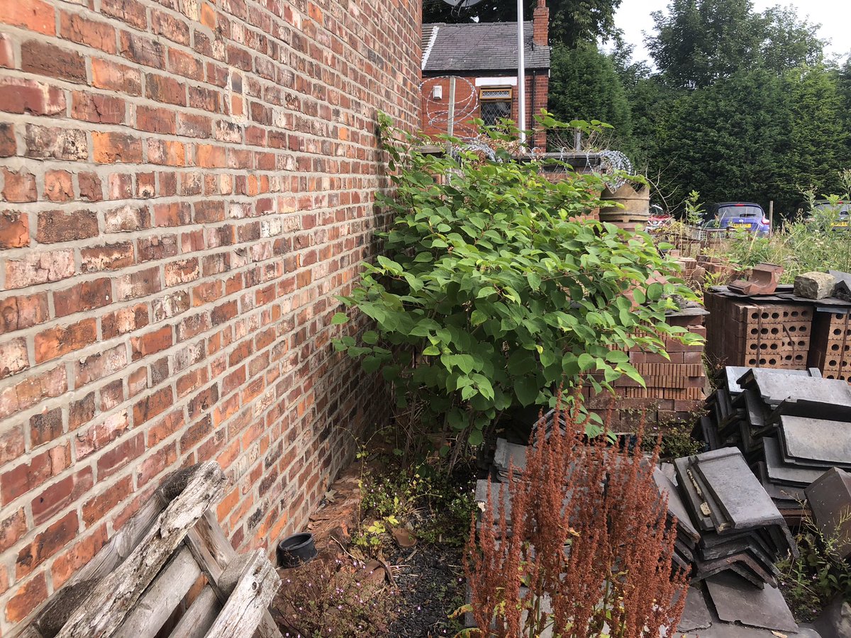 JKSLalex's tweet photo. Before and after photos of a Japanese Knotweed infestation we have excavated then removed today in Stockport - used to pass this site everyday as a teenager. Careful excavation required due to numerous underground cables and the adjacent property. https://t.co/sHLRimoyzy