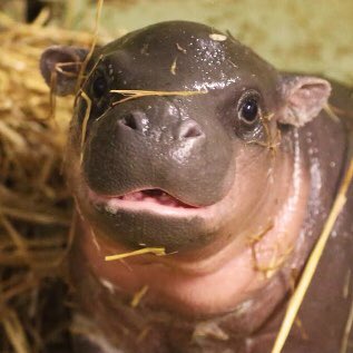 U is kind, u is smart, u is important - Chippu #morganarmsquiz