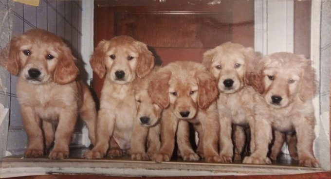 My first set of puppies.  I miss my babies https://t.co/nGiGa5vEhy