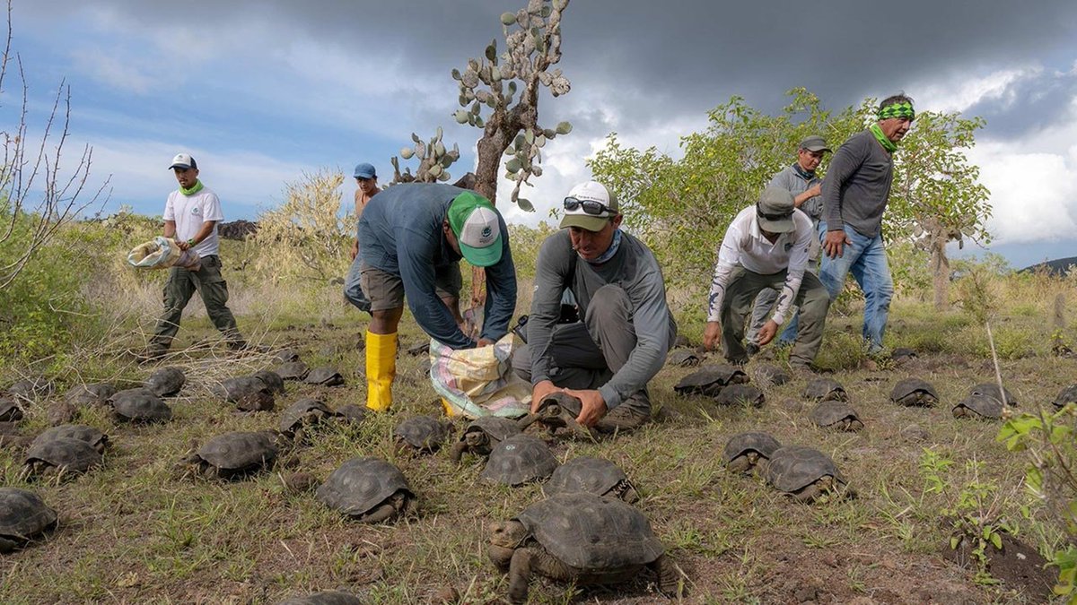 elnuevodiariord's tweet photo. Devuelven a su hábitat natural a 309 tortugas gigantes en las islas Galápagos
https://t.co/nIXGrJIxoB
#ElNuevoDiarioRD #Devuelven #Hábitat #Tortugas #Gigantes #Islas #Galápagos https://t.co/3rbK64z8NP