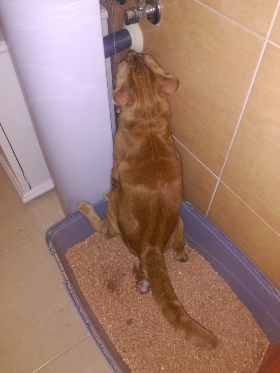 HaiCatt's tweet photo. No sé si está gonito decirlo, pero hasta mear lo hacemos juntos, #Rupithecat y yo. (Rasca la puerta y cualquiera no le deja entrar...) La foto es de él y no mía, no os preocupéis. 😄😁😁 https://t.co/XQlUd6Ru5v