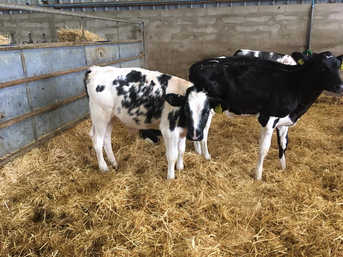 Year 3 and 4 visited a local farm. #futurefarmers #dairyfarm <a href="/NFUCymru/">NFU Cymru 🚜</a> <a href="/NFUCountryside/">Countryside</a>