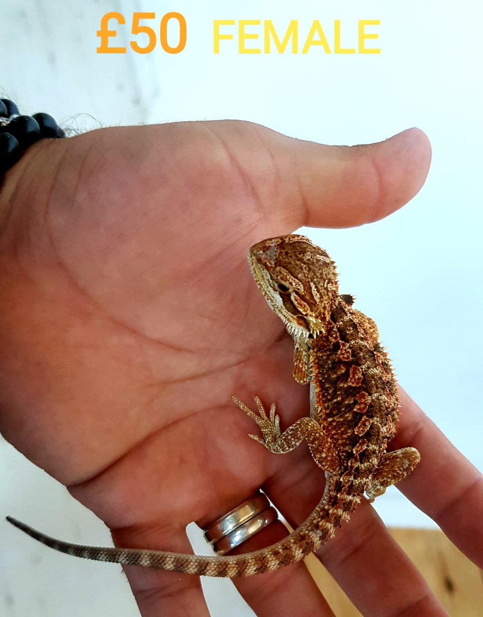 Highbreedreps's tweet photo. Amazing dragons left !! https://t.co/ffckBYfWvf
