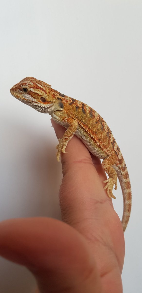 Highbreedreps's tweet photo. Amazing dragons left !! https://t.co/ffckBYfWvf