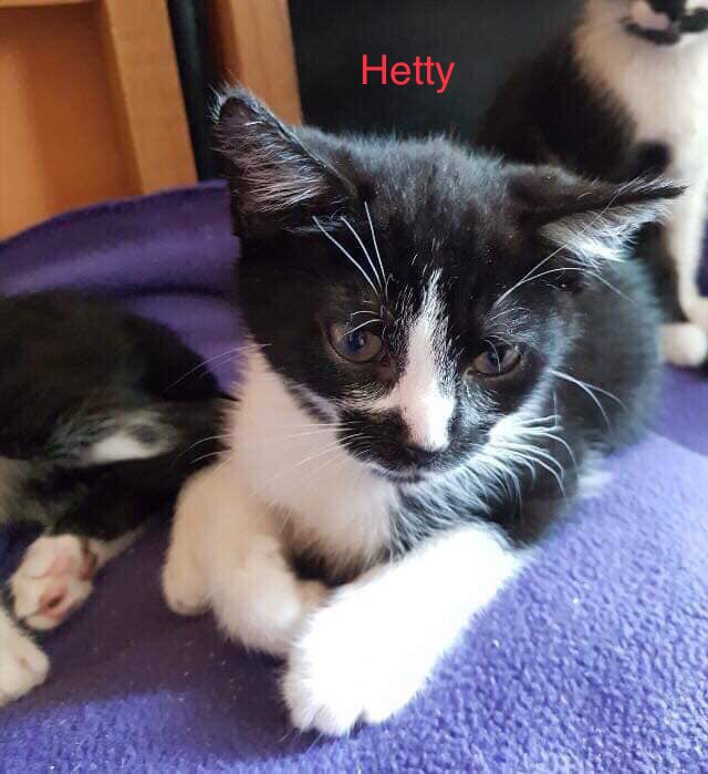 heronbank_cat's tweet photo. CAN YOU BELIEVE IT... None of our 18 featured black and white cats from last week have had adoption forms in!!! We’re in shock, so as a result...  Welcome to the black and white cat appreciation club!!! Let’s get these babies adopted!! 💜💛get hashtagging #weloveblackandwhitecats https://t.co/RZLaK4EODp