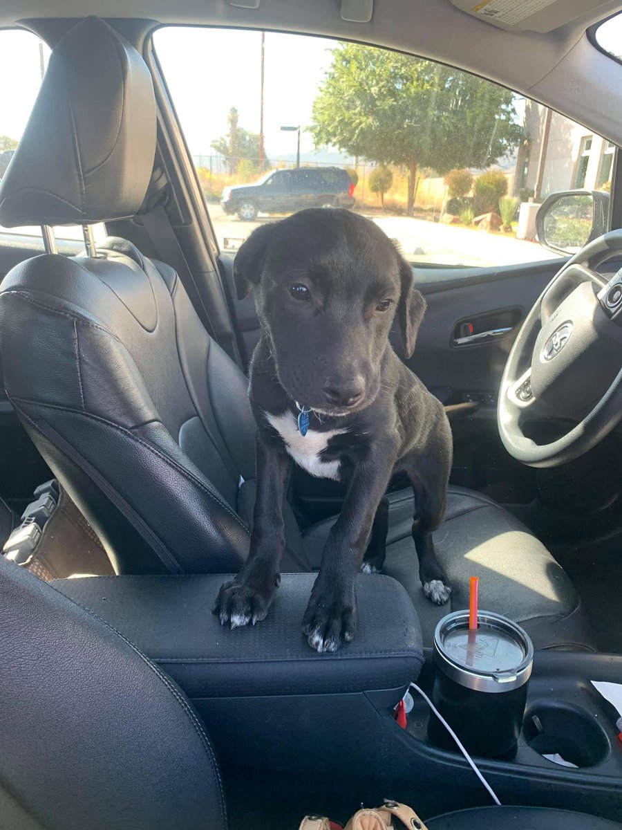 landongn's tweet image. twitter should i adopt this absolute unit @darth can we get a vote here