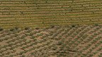 Portugal - Wie intensiver Olivenanbau die Landwirtschaft verändert #hintergrundDeutschlandfunk 
podplayer.net/?id=77894578 via @PodcastAddict