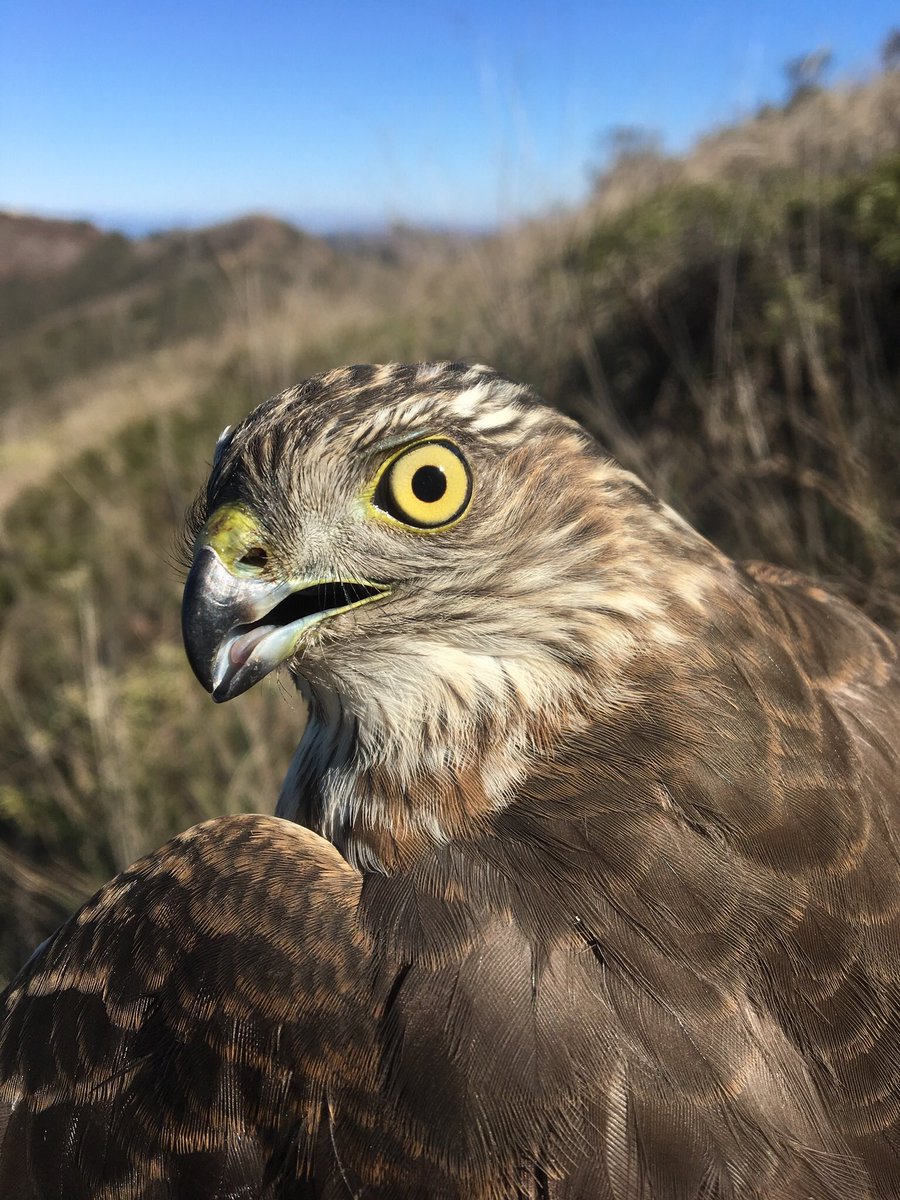 Falcons are exciting, but accipiters are our most common fall migrants along the Pacific Flyway. Here are the two species we see the most: #CoopersHawk and #SharpShinnedHawk