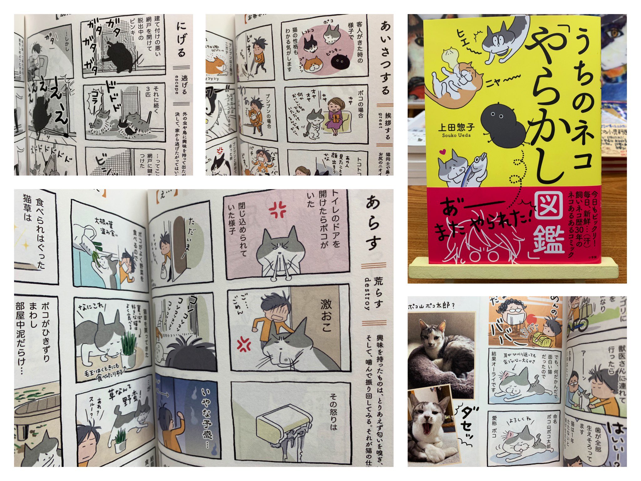 猫本専門 神保町にゃんこ堂 姉川書店 今日もビックリ 猫との日常はサプライズ的 な面白ネタで溢れてる うちのネコ やらかし図鑑 猫暮らし歴30年 同居猫4匹の著者が 猫たちの やらかしネタ を行動ごとに図鑑的にまとめてみたら 予想を