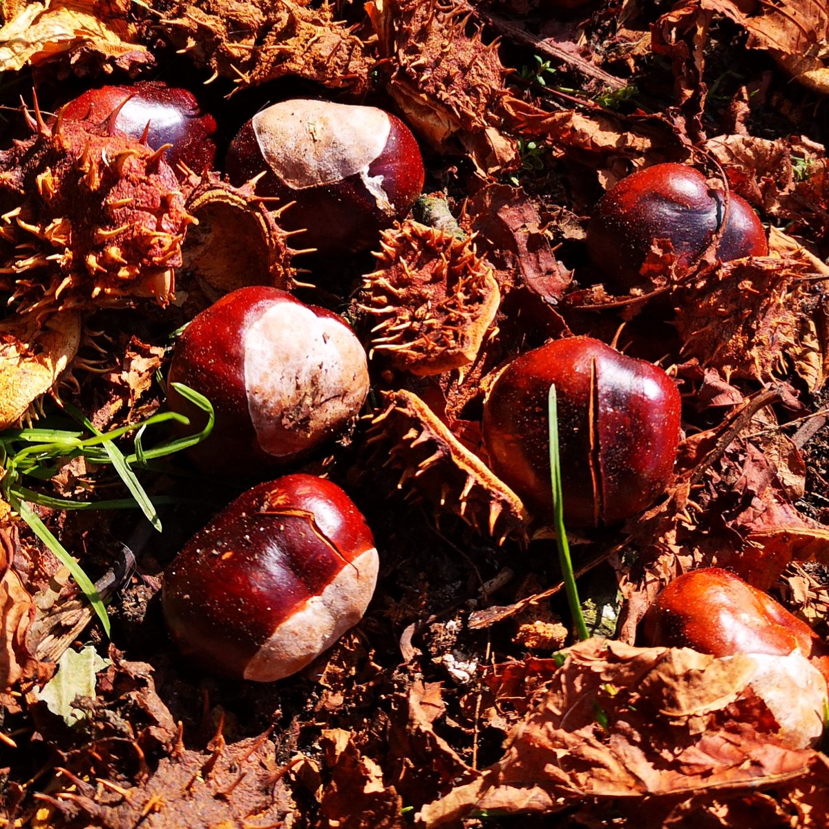 Chestnuts galore. A feast for all the little critters 🐿️🐿️ 

#chestnut #chestnuts #nut #nuts #foodforlife #foodgram #wholefoods #wholefood #wholefoodie #wholefoodsplantbased #wholefood #eatwholefoods #wholesomefood