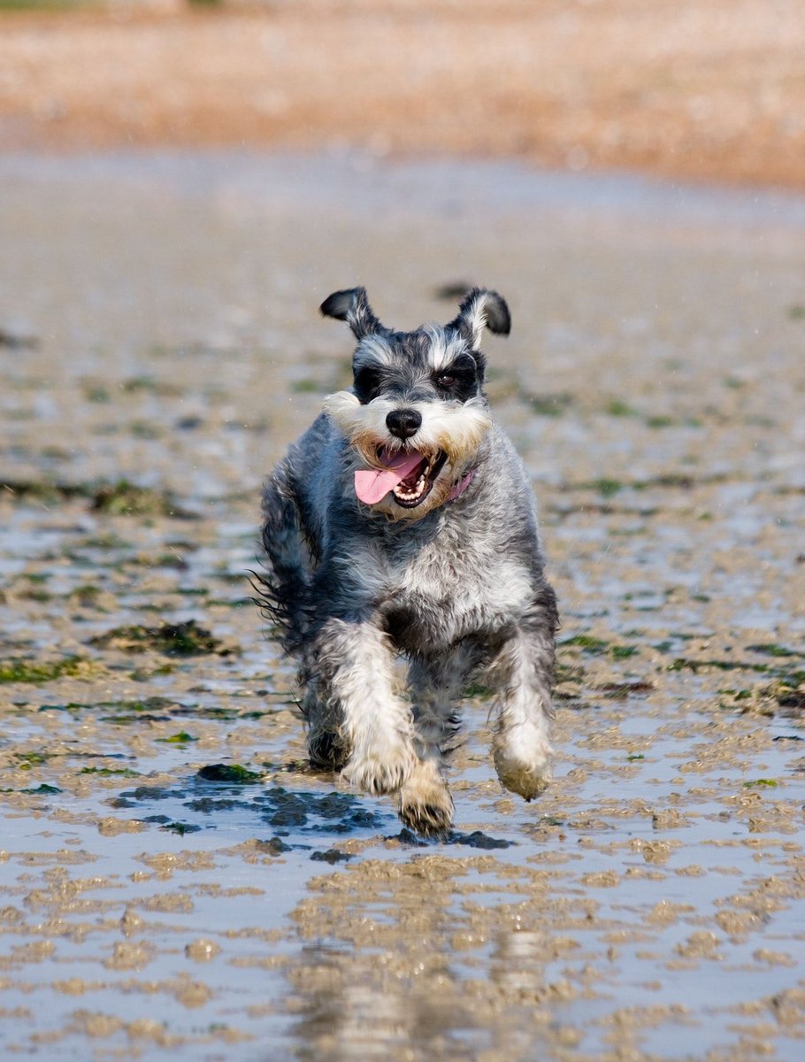 If your pet is smelling pungent or your schnauzer needs a shave, find expert Pet Groomers in your area: thryv.biz/2mJqifk #ExploreLocal