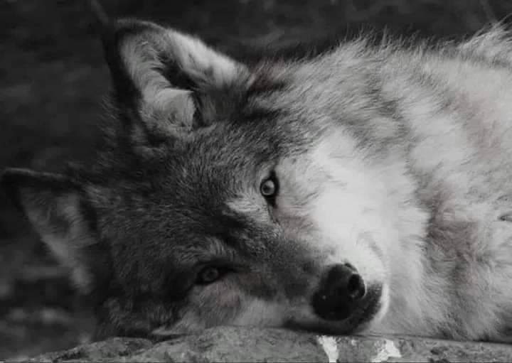 Bedenime korkak yürek yüklemem 
Tadlı deyip öz canımı saklamam 
Öldüğümde çalgı, çeleng beklemem 
Al-götür kabrime koy bu sevdayı...