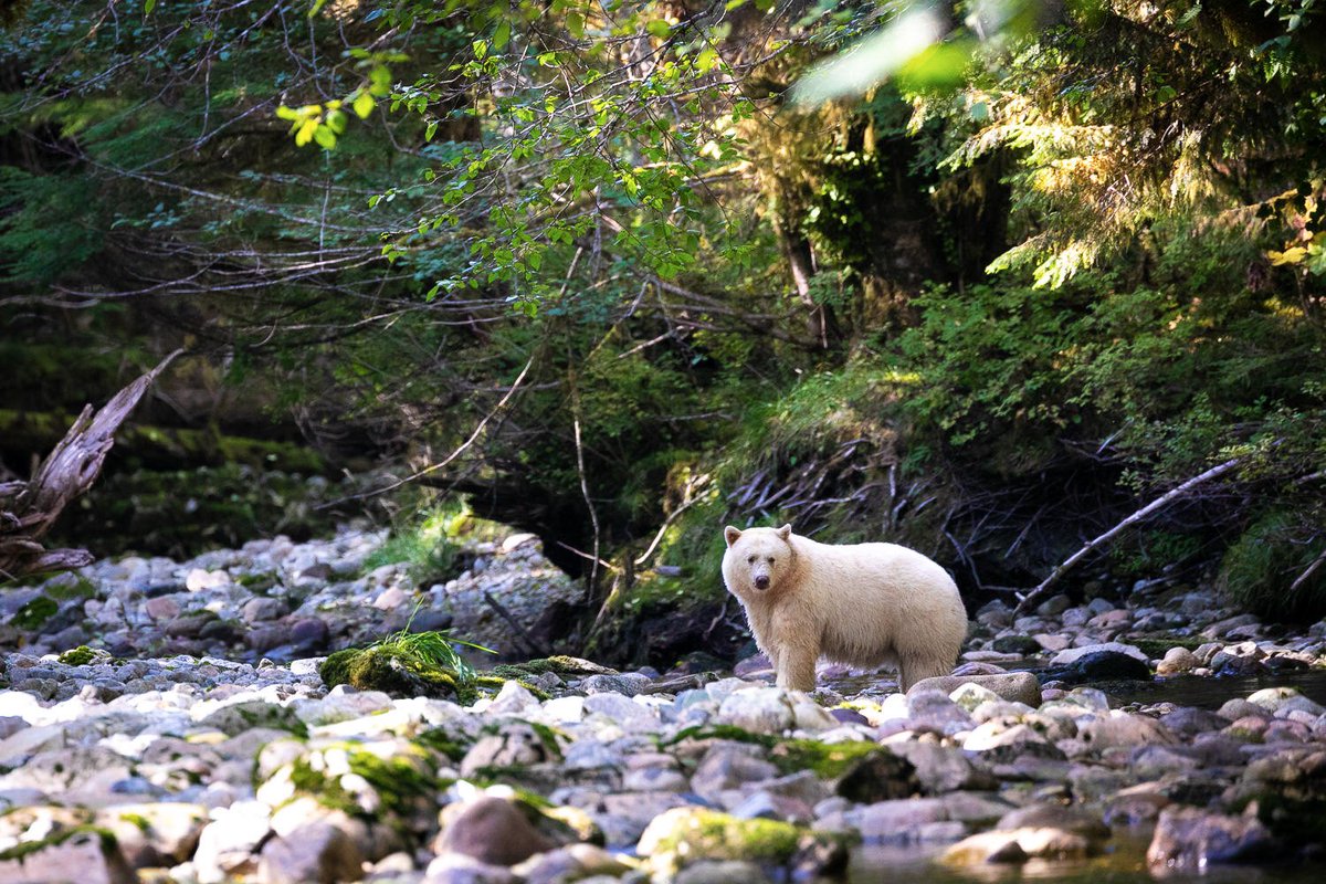 TJWattPhoto's tweet photo. Drawn to the river by the smell of spawning salmon, a Spirit Bear named Warrior pauses momentarily in a sun-dappled creek. #SpiritBears are not albino but actually a white variant of a black bear, &amp; only a few hundred are thought to exist on Earth. #GreatBearRainforest #ExploreBC https://t.co/DdzPalAbt4