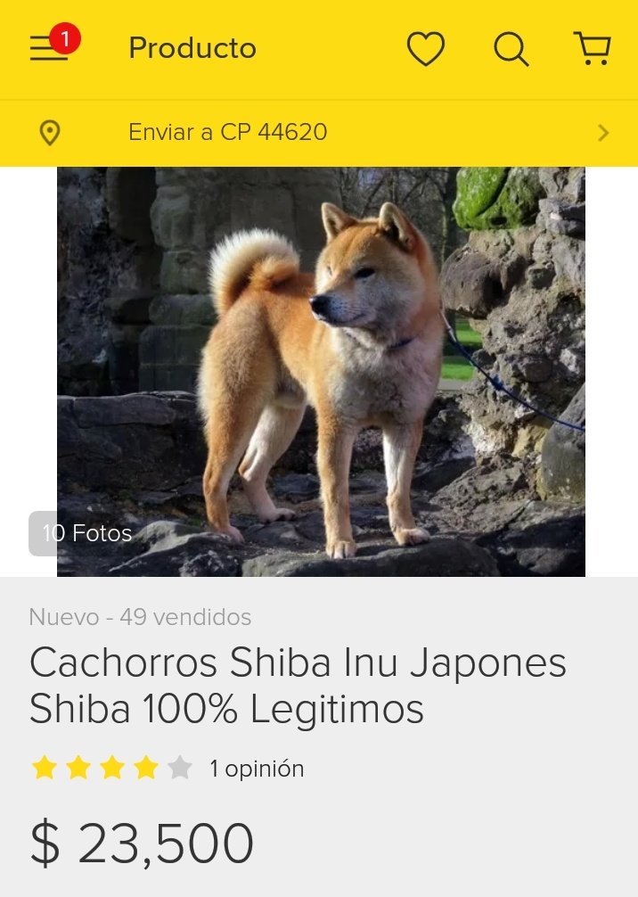 ShugertDavid's tweet photo. Ahorrando para comparme un shiba inu en dos años (2 años porque es un número par) https://t.co/9x6m9dkhjb