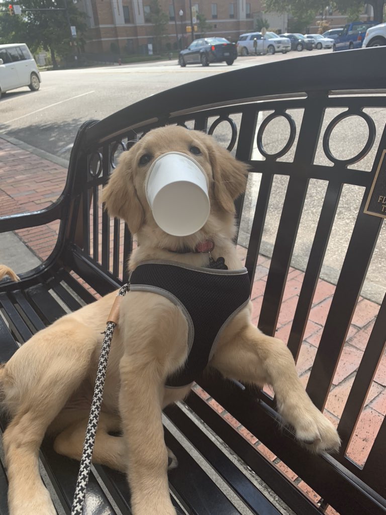 kayleanaking's tweet photo. @shaycalvillo My dog is broken https://t.co/AYBVWAgRYa