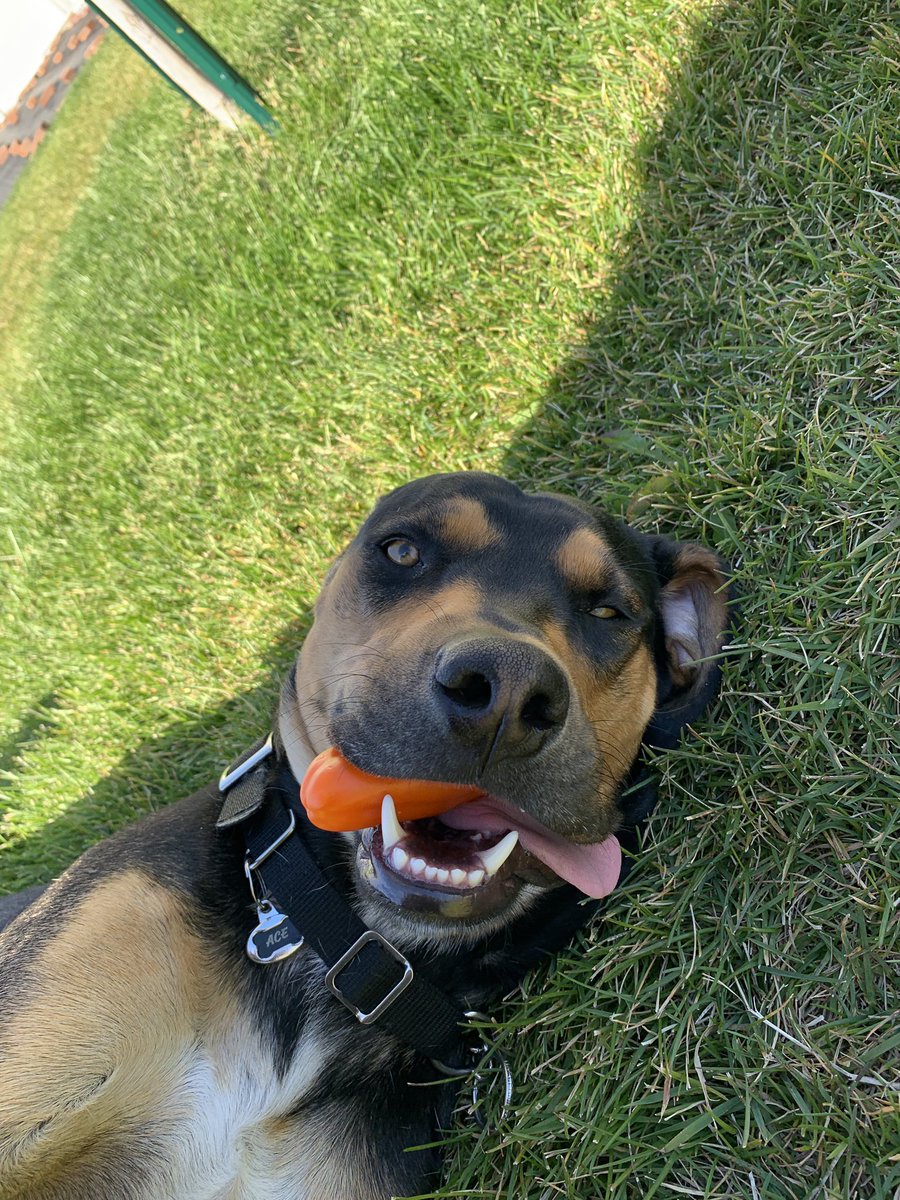 this is ace, ace likes holding bell peppers and long walks in the grass