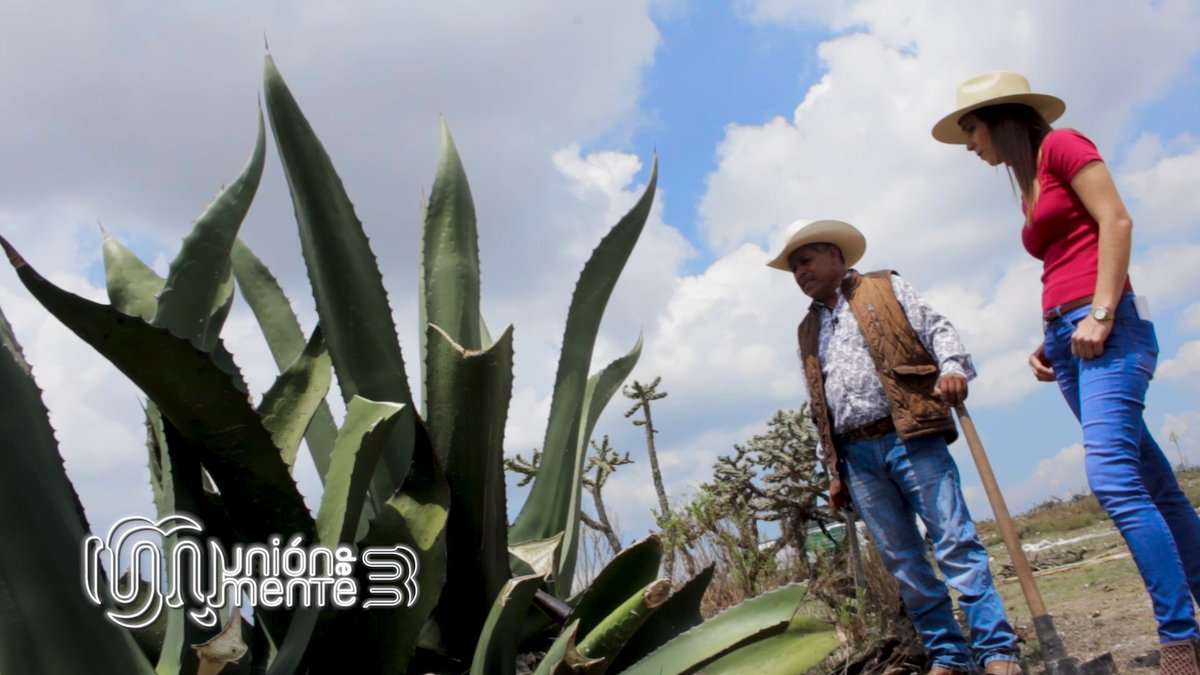 tv4guanajuato's tweet photo. #UDM3 🧠 | Acompáñanos al @itesicomunica y conoce el SISTEMA DE PRODUCCIÓN DE PULQUE 🍺 dedicado a la producción de derivados del agave, usando los recursos naturales 🌿 de forma sostenible

🗓️ Mañana 6:00pm
📺 4.1 |📱 Tv4 |💻 https://t.co/MBgrOF94qz

#LoViEnTv4 #UniónDeMente https://t.co/NNegR2VOKt
