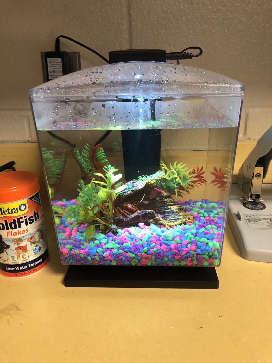 CassyDiaz's tweet photo. I had a GREAT time hanging w/ #FLYE 3rd graders this afternoon! They’re studying heredity & diversity-observing crayfish! One of their crayfish is going to be a mom in 4 to 6 was, & the kiddos are buzzing with excitement! #handsonlearning #amstiworks #BaldwinProud #FoleyProud https://t.co/xDkgh3yV52