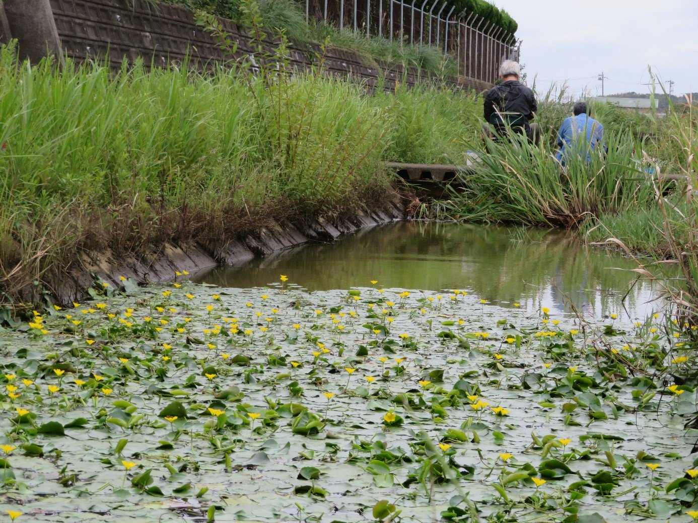 国土交通省 霞ヶ浦河川事務所 アサザ 咲く 堤脚水路 で タナゴ釣り をしている人がいました 話を聞くと都内から毎週のように 霞ヶ浦 にタナゴ釣りに来ているとのこと この日は まだタイリクバラタナゴだけど ヤリタナゴやアカヒレタビラも時々つれ 国土交通省 霞ヶ浦河川事務所 アサザ 咲く 堤脚水路 で タナゴ釣り をしている人がいました 話を聞くと都内から毎週のように 霞ヶ浦 にタナゴ釣りに来ているとのこと この日は まだタイリクバラタナゴだけど ヤリタナゴやアカヒレタビラも時々つれ