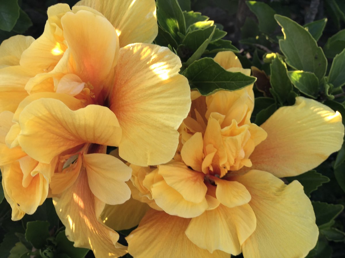 YvetteCraddock's tweet photo. As previously announced, Yvette Craddock Designs now services the #Southern California region.
Here are some #nature #images from the Newport Beach area to inspire your creativity. #interiordesign #stagingdesign https://t.co/8OBvbklX0T