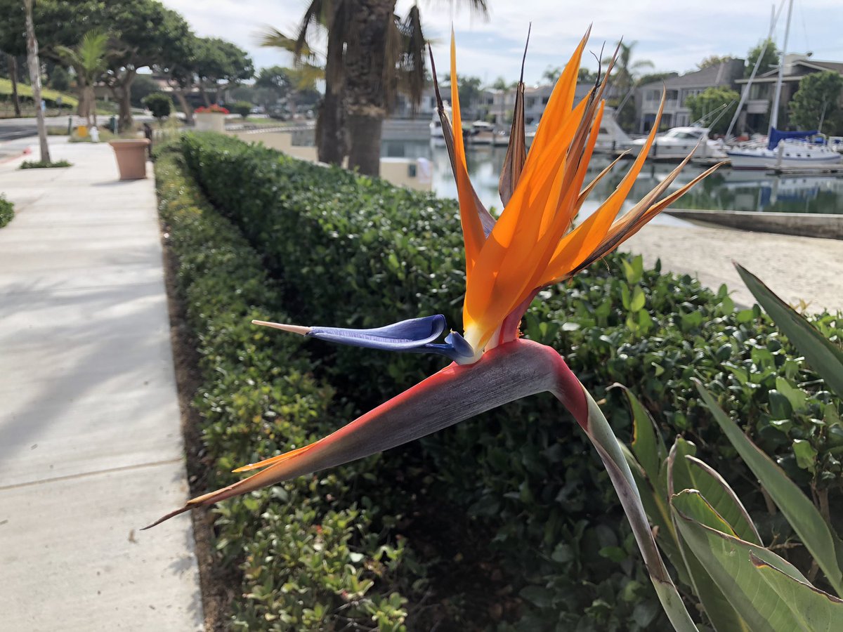 YvetteCraddock's tweet photo. As previously announced, Yvette Craddock Designs now services the #Southern California region.
Here are some #nature #images from the Newport Beach area to inspire your creativity. #interiordesign #stagingdesign https://t.co/8OBvbklX0T
