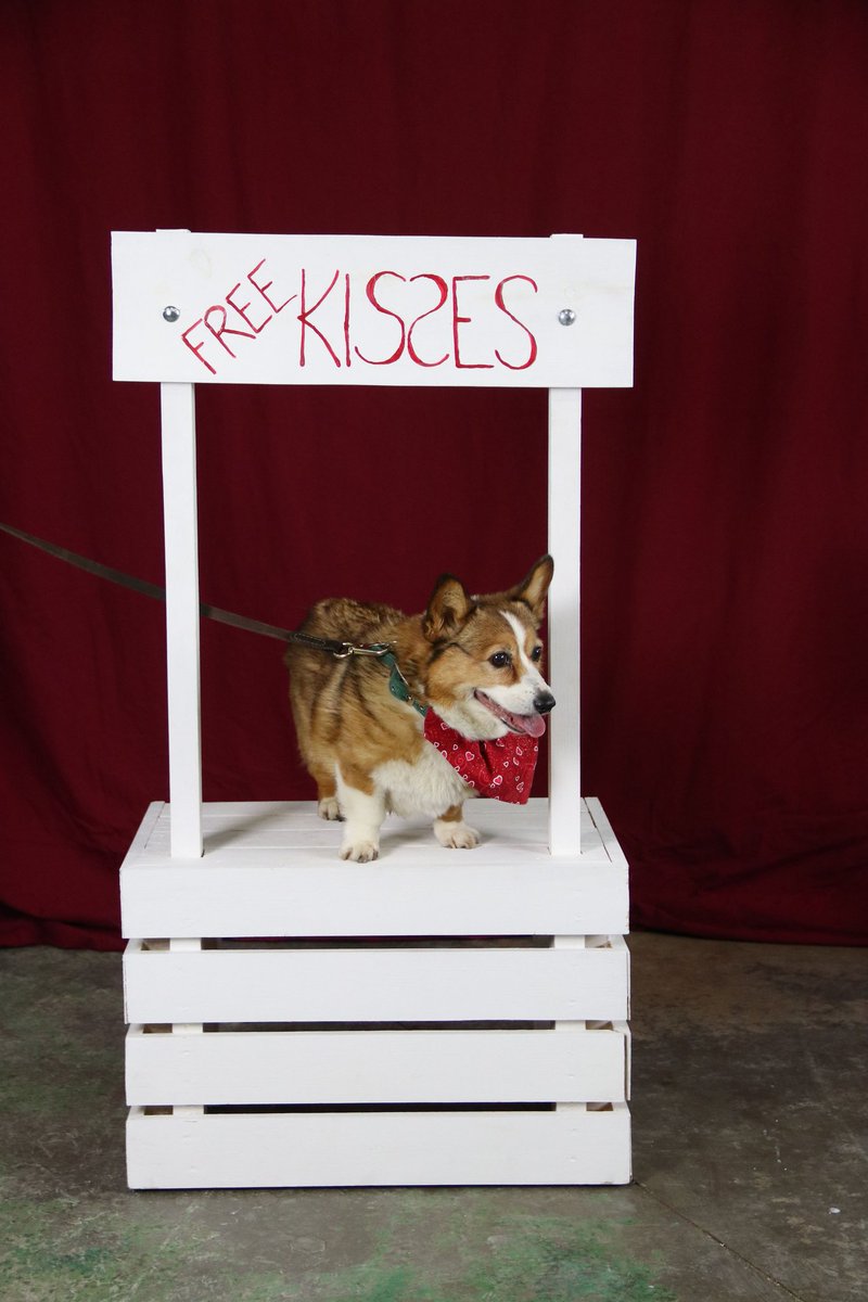 QUEEN BODECEA THE CORGI TURNS 15 TODAY!  m.facebook.com/story.php?stor…