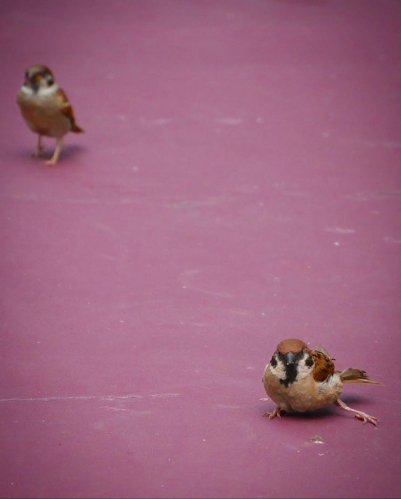 ディズニーの鳥 Twitter Search Twitter