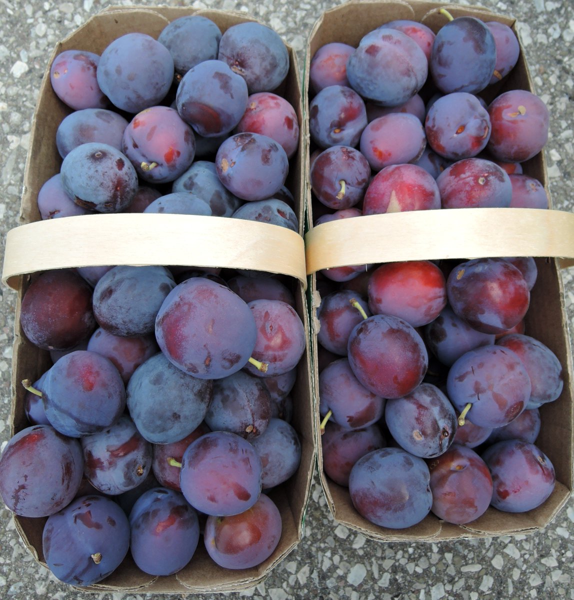 Plums are only 30 calories each, are a source of dietary fibre, and contain Vitamins A and C. Their rich bluey/purple colour means they are high in antioxidants associated with several health benefits. #DYK?