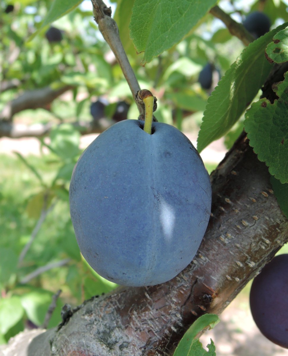 Ontario Tender Fruit tweet media