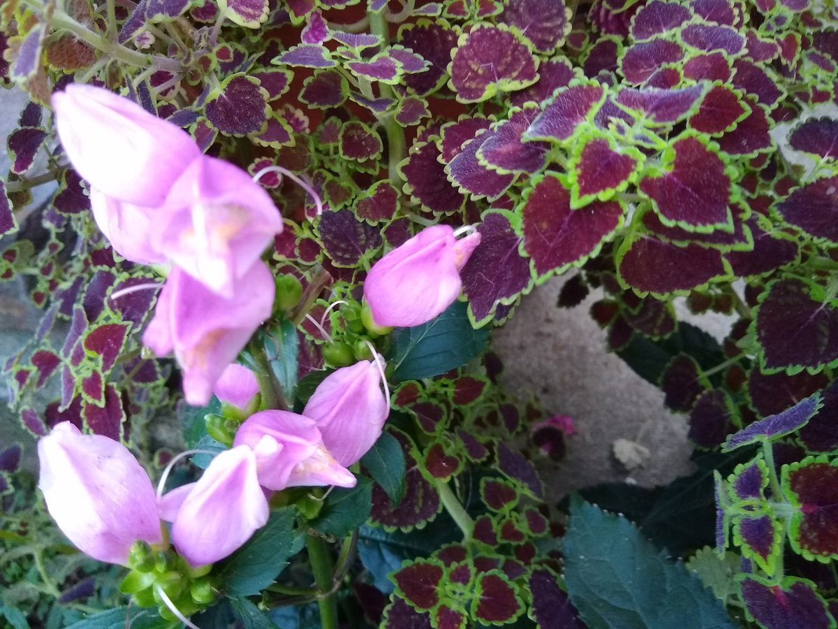 joanjet761's tweet image. Finally the #burgundybridalveil aka #inkyfingers  with #turtlehead (love that name).    #chelonelyonii #solenostemon #coleus #garden