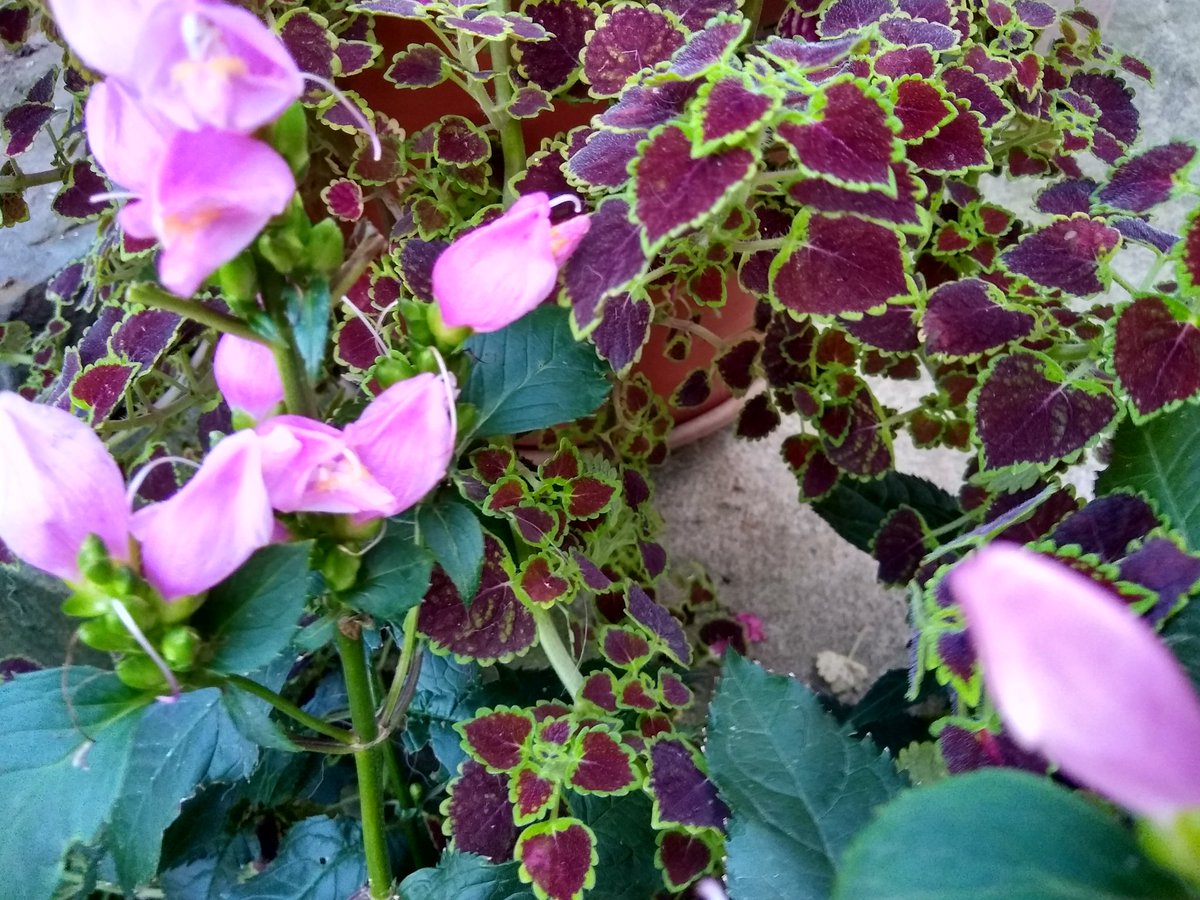 joanjet761's tweet image. Finally the #burgundybridalveil aka #inkyfingers  with #turtlehead (love that name).    #chelonelyonii #solenostemon #coleus #garden