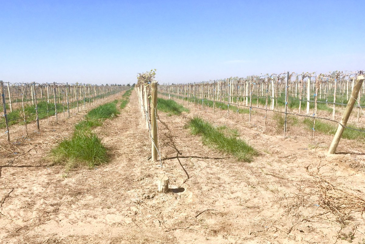 JavierCiliuti's tweet photo. En San Juan, Argentina ya comenzaron a utilizar los Acondicionadores y Potencializadores de suelos.
#fertilizantesmanttra https://t.co/A0wRKTzOUl