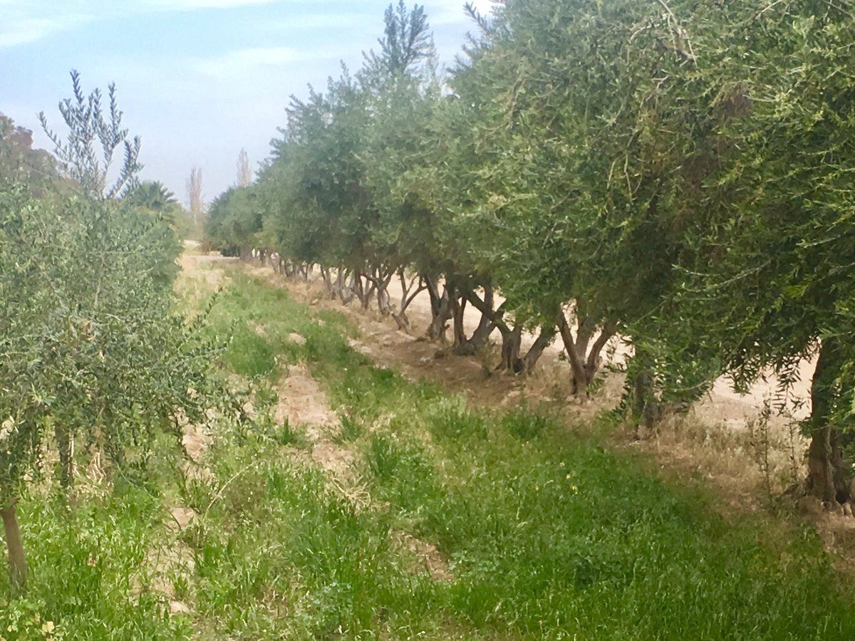 JavierCiliuti's tweet photo. En San Juan, Argentina ya comenzaron a utilizar los Acondicionadores y Potencializadores de suelos.
#fertilizantesmanttra https://t.co/A0wRKTzOUl