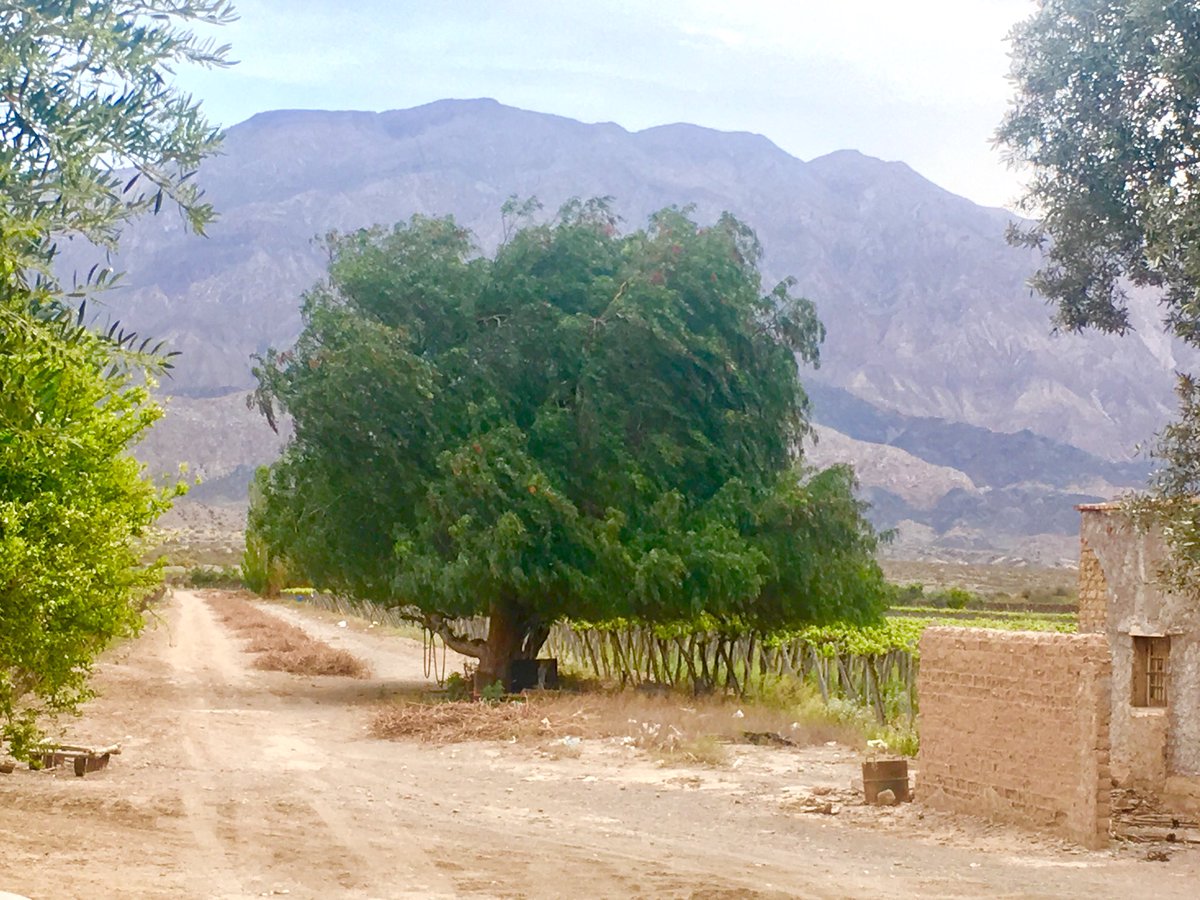 JavierCiliuti's tweet photo. En San Juan, Argentina ya comenzaron a utilizar los Acondicionadores y Potencializadores de suelos.
#fertilizantesmanttra https://t.co/A0wRKTzOUl