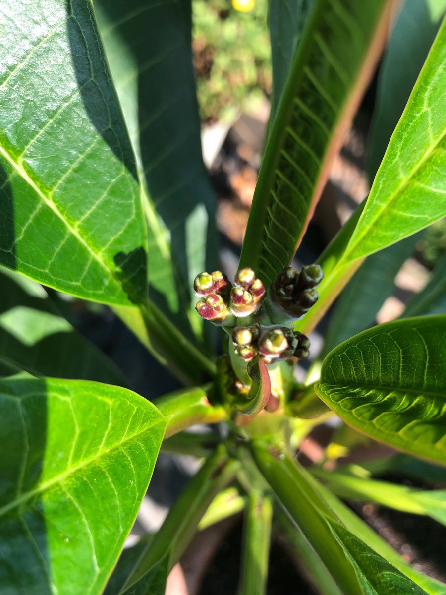 After 14 months of TLC, Patty, my Hawaiian Plumaria is about to give birth to flowers. After 4 kids and 3 grandkids... it doesn’t get any better than this!