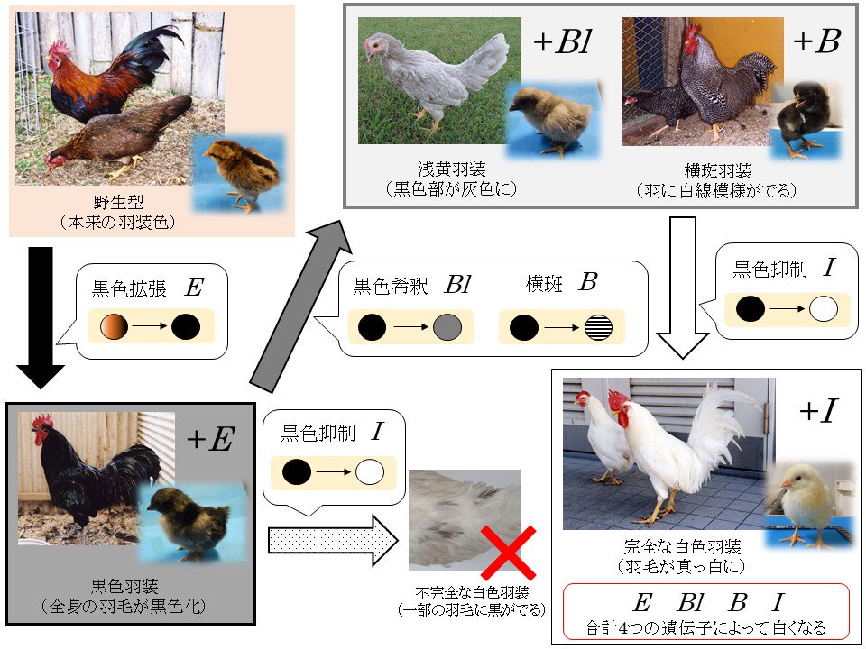 日本人の多くが、ニワトリは白いと思ってますが、白いニワトリを作るの