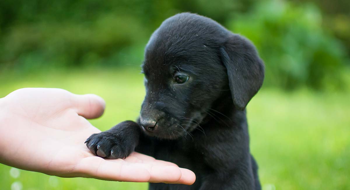 Сонник щенок черный. Черный щенок. Маленький черный щенок. Маленькая черная собачка. Черная небольшая собака.