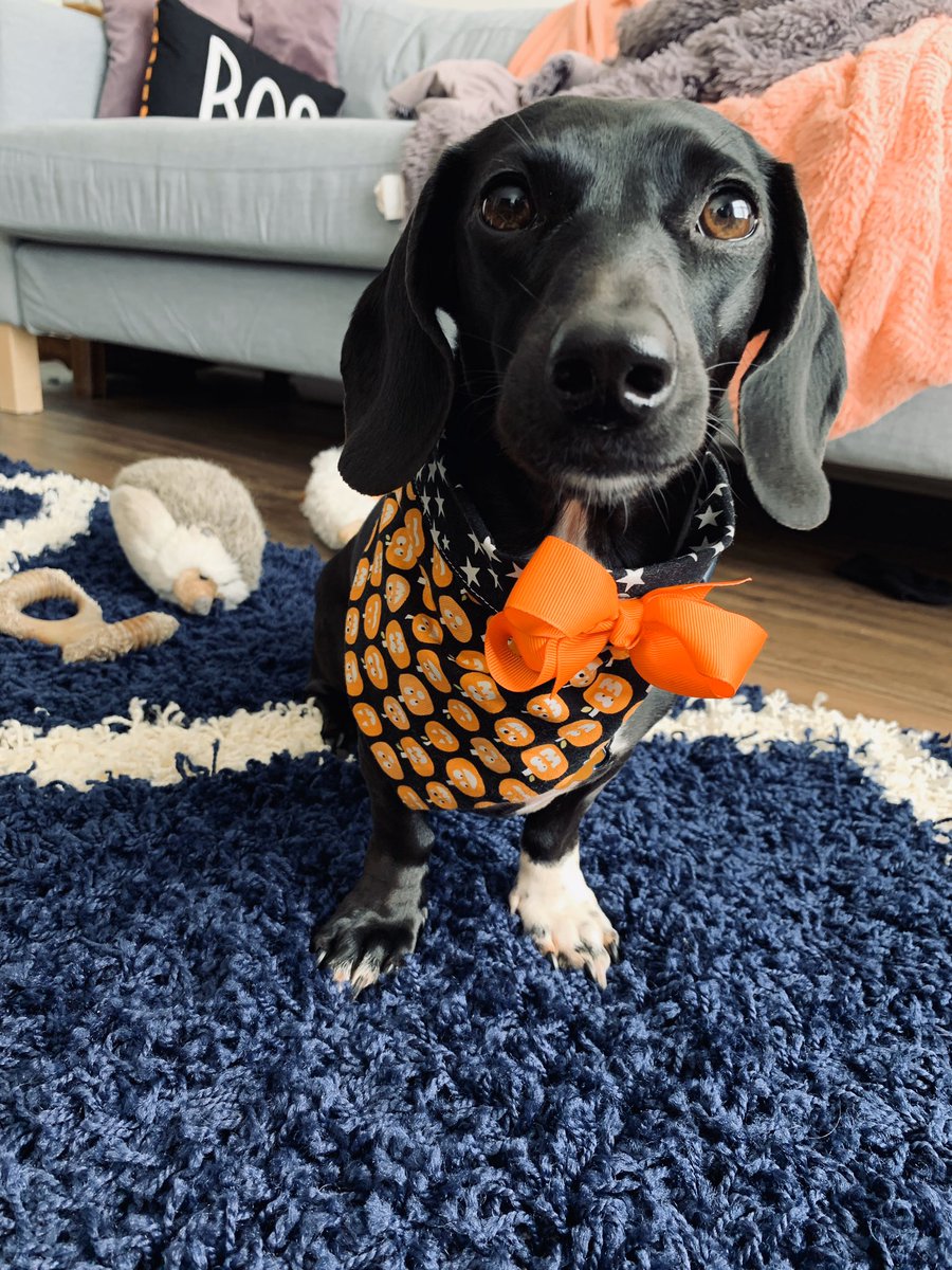 Ashleyjrdn's tweet photo. Halloweenie 🎃 https://t.co/Pifzj8yOjh